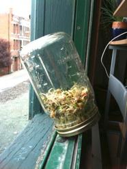 Make your own sprouts with a jar